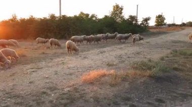Gün batımında bir çayırdan eve dönen bir koyun sürüsü. Gün batımında kırsal alanda çekim