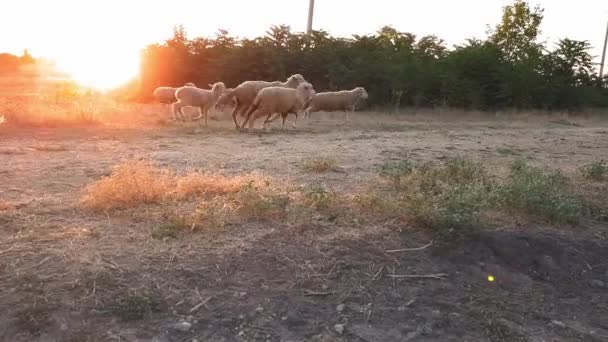 En flock av får återvänder hem från en betesmark i solnedgången. Filma på landsbygden under solnedgången — Stockvideo