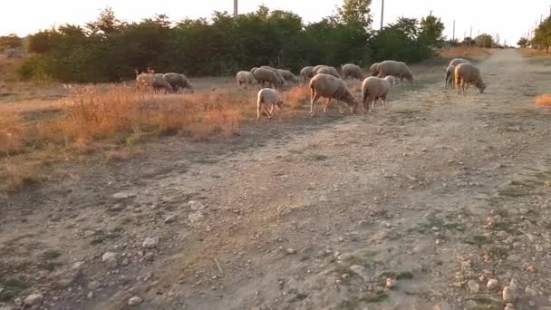 En flock av får återvänder hem från en betesmark i solnedgången. Filma på landsbygden under solnedgången — Stockvideo