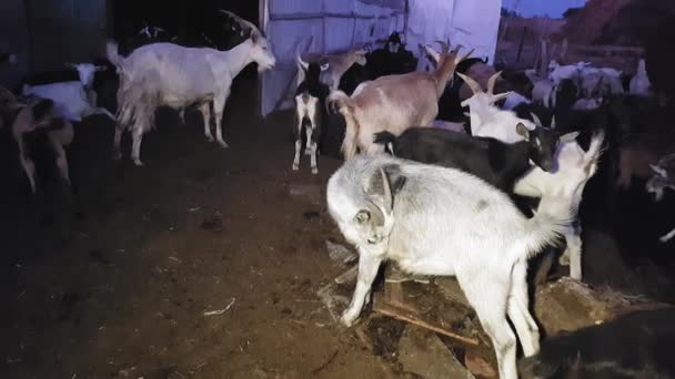 Cabras y ovejas fueron pastoreadas por la noche en un pueblo del este en verano — Vídeo de stock