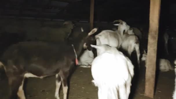 Geiten en schapen werden in de zomer voor de nacht in een oostelijk dorp hoedden — Stockvideo