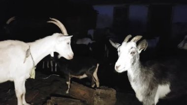 Keçi ler ve koyunlar yazın doğudaki bir köyde gece boyunca çobanlık ettiler.