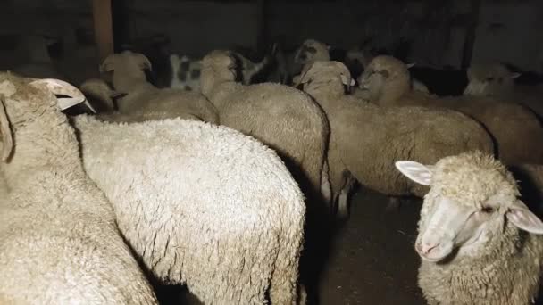 염소와 양은 여름에 동부 마을에서 밤을 위해 무리했다 — 비디오