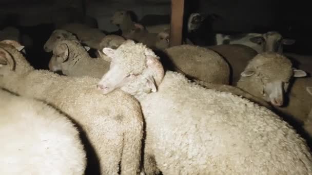 Keçi ler ve koyunlar yazın doğudaki bir köyde gece boyunca çobanlık ettiler. — Stok video