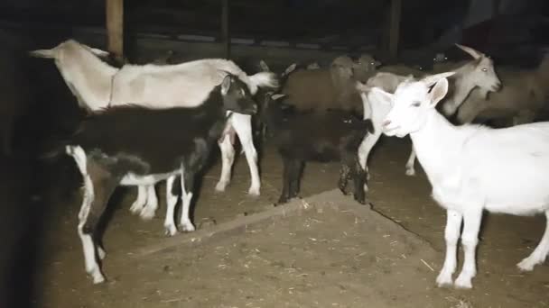 Geiten en schapen werden in de zomer voor de nacht in een oostelijk dorp hoedden — Stockvideo