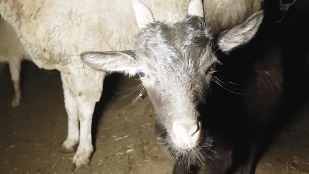 Kecske-és juh is terelte az éjszakát egy keleti faluban nyáron — Stock videók