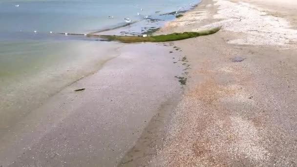 Une promenade le long du littoral sablonneux avec des mouettes — Video