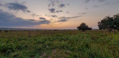 Erken sonbaharda yüksek devedikeni ve sonbahar çiçekleri ile bir çayırda Gün batımı