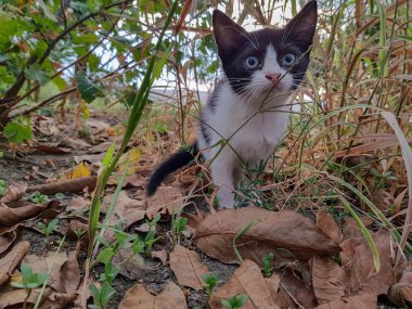 Siyah ve Beyaz yavru kedi çalılıkları gözetliyor.