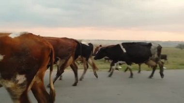 Köyde asfalt yolda mera sonra ahır ev bloodstock yerli bir sürü. İnekler gün batımında kameraya giderler.