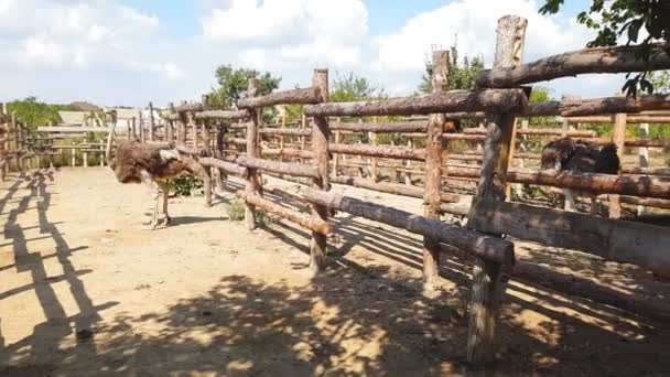 Les autruches marchent derrière une clôture en bois d'une ferme d'autruche dans un village ukrainien au début de l'automne . — Video