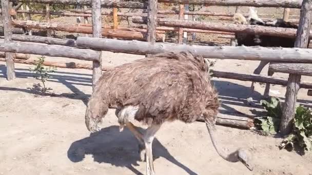 Avestruces caminan detrás de una cerca de madera de una granja de avestruces en un pueblo ucraniano a principios de otoño . — Vídeos de Stock