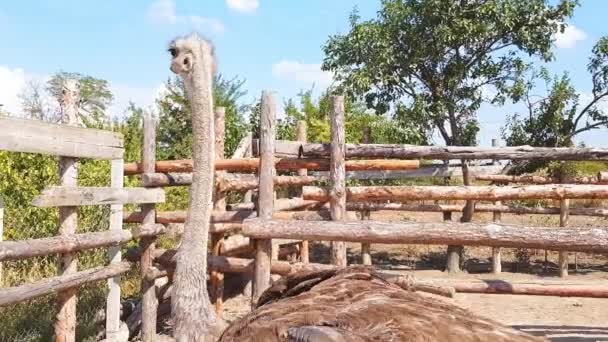 Avestruces caminan detrás de una cerca de madera de una granja de avestruces en un pueblo ucraniano a principios de otoño . — Vídeo de stock