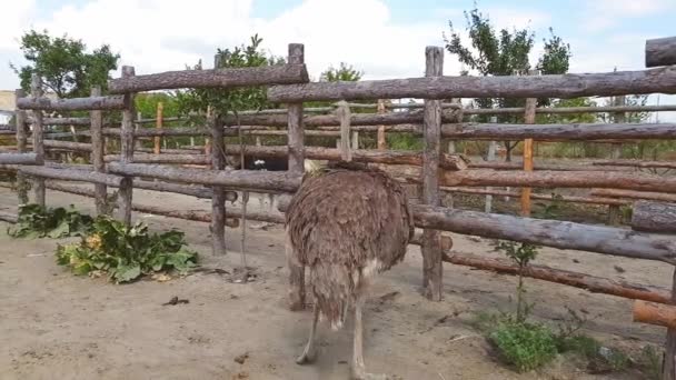 Struisvogels lopen achter een houten hek van een struisvogel boerderij in een Oekraïens dorp in de vroege herfst. — Stockvideo