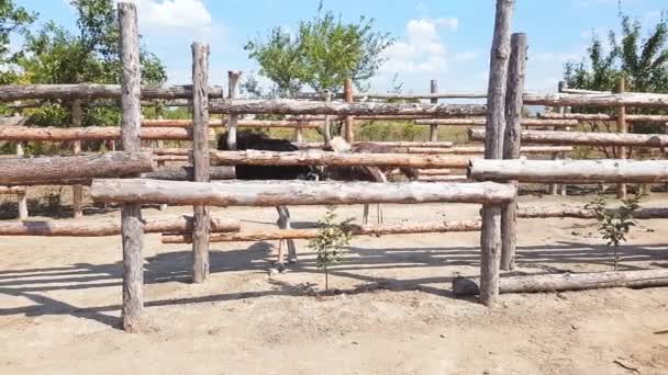 Avestruzes caminham atrás de uma cerca de madeira de uma fazenda de avestruzes em uma aldeia ucraniana no início do outono . — Vídeo de Stock