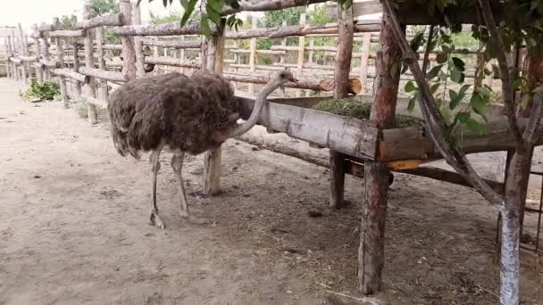 Avestruces caminan detrás de una cerca de madera de una granja de avestruces en un pueblo ucraniano a principios de otoño . — Vídeo de stock