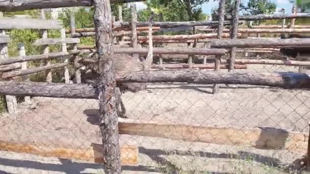 ダチョウは、初秋にウクライナの村でダチョウ農場の木製のフェンスの後ろを歩きます. — ストック動画
