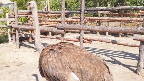 Ostriches walk behind a wooden fence of an ostrich farm in a Ukrainian village in early autumn. — Stock Video