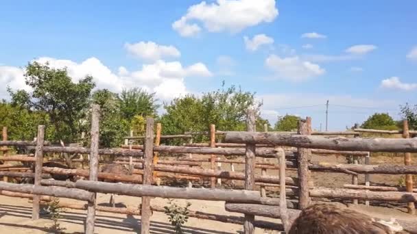 Strutsar gå bakom en trästaket av en struts gård i en ukrainsk by i början av hösten. — Stockvideo