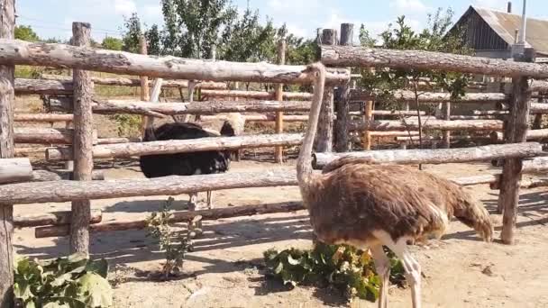 Devekuşları erken sonbaharda Bir Ukrayna köyünde bir devekuşu çiftliğinin ahşap bir çit arkasında yürümek. — Stok video