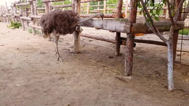 Ostriches za dřevěným plotem pštrosí farmy v ukrajinské vesnici na začátku podzimu. — Stock video