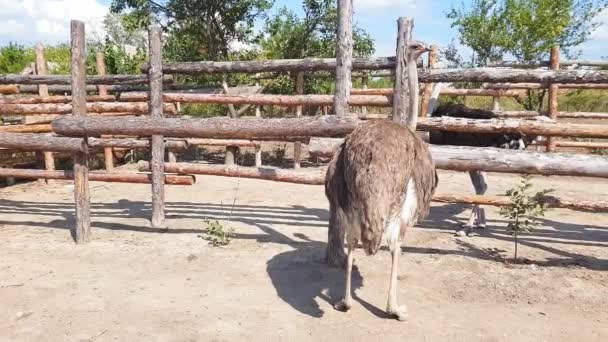 Struisvogels lopen achter een houten hek van een struisvogel boerderij in een Oekraïens dorp in de vroege herfst. — Stockvideo