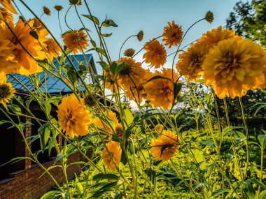 Gün batımının arka planında küçük sarı çiçeklerin çalısı