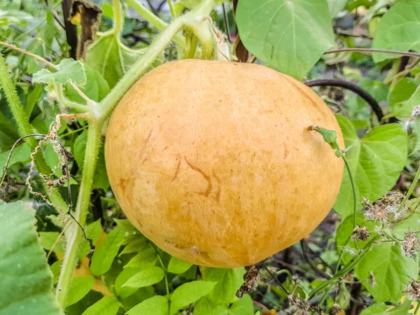 Маленький молодий жовтий гарбуз Кукурбіта песо на кущі в саду. Сільськогосподарська концепція, культивовані рослини . — стокове фото