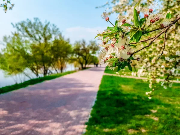 Vårkörsbärsblommor. Körsbär blommar på våren i en Kiev park nära Dnepr. — Stockfoto