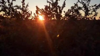 Sıcak yaz güneşi vahşi çim tarlalarında parlıyor. Gün batımında çim tarlası çiçeklerini kapatın. Renkli doğa geçmişi. Parlak güneş kuru otları aydınlatır.