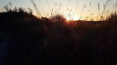 Sıcak yaz güneşi vahşi çim tarlalarında parlıyor. Gün batımında çim tarlası çiçeklerini kapatın. Renkli doğa geçmişi. Parlak güneş kuru otları aydınlatır.