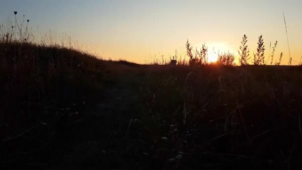 Cálida luz del sol de verano que brilla a través del campo de hierba salvaje. Primer plano de las flores del campo de hierba a la luz del atardecer. Fondo colorido de la naturaleza. El sol brillante ilumina la hierba seca — Vídeo de stock