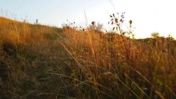 Warme zomerzon schijnt door wild grasveld. Sluiten van gras veld bloemen bij zonsondergang licht. Kleurrijke natuur achtergrond. De felle zon verlicht droog gras — Stockvideo