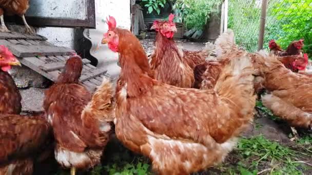 Les poules rouges dans une vieille grange rustique regardent anxieusement la caméra .