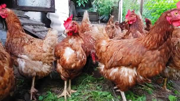 Les poules rouges dans une vieille grange rustique regardent anxieusement la caméra .