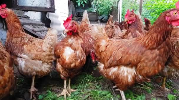 Red hens in an old rustic barn are looking anxiously at the camera. — Stock Video