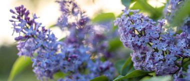 Pembe bahar arka planında gün batımında leylak çiçeği. Yaz parkında bahar geldi. Afiş çiçekli arka plan. Yüzeyin derinliği. Çiçekçiler, kadınlar günü, anneler günü, sevgililer günü, tatiller, konsept