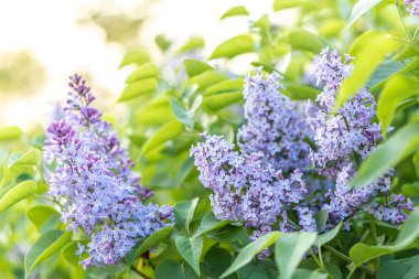 Pembe bahar arka planında gün batımında leylak çiçeği. Yaz parkında bahar geldi. Afiş çiçekli arka plan. Yüzeyin derinliği. Çiçekçiler, kadınlar günü, anneler günü, sevgililer günü, tatiller, konsept