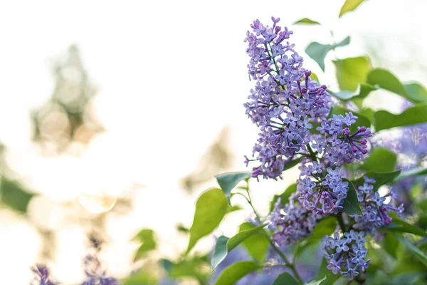 Flor de lilás ao pôr-do-sol fundo primavera rosa. Primavera no parque de verão. Banner fundo floral. Profundidade de campo rasa. floricultura, dia das mulheres, dia das mães, dia dos namorados, feriados, conceito — Fotografia de Stock