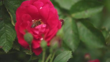 Çiçekçilik, botanik, doğa, tatil ve hediye konsepti - Arının içindeki çalılıkta açan güzel kırmızı gül, patilerinde nektar ve sarı polen toplar. Yazın güneşli havalarda çiçek açan bitkiler..