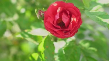 Çiçekçilik, botanik, doğa, tatil ve hediye konsepti - Arının içindeki çalılıkta açan güzel kırmızı gül, patilerinde nektar ve sarı polen toplar. Yazın güneşli havalarda çiçek açan bitkiler..