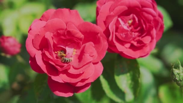 花粉、植物、自然、休日、贈り物のコンセプト-美しい開花大きな赤いバラは、蜂の中の茂みに蜜と黄色の花粉を収集します。晴れた日の夏の開花植物. — ストック動画