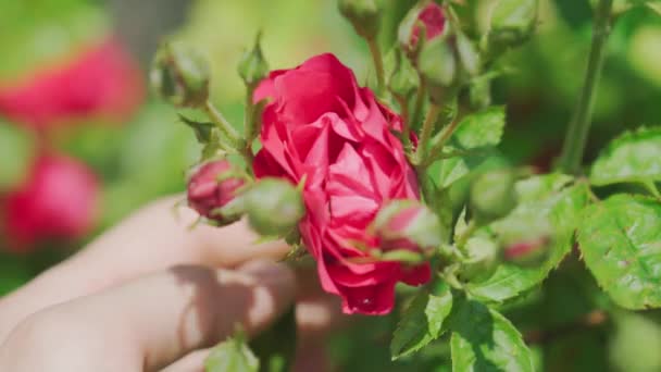 花卉、植物学、自然、假日和礼物概念-蜜蜂内部的灌木上盛开的美丽的大红玫瑰收集花蜜和它爪子上的黄色花粉。夏天阳光充足时开花的植物. — 图库视频影像