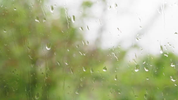 Прогноз погоды, концепция видеозаставки - капли дождя крупным планом стекают по оконному стеклу с потоком воды на размытом фоне колеблющихся от ветра зеленых деревьев. Селективный фокус-цикл — стоковое видео