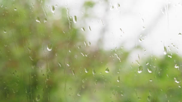 Wettervorhersage, Video-Bildschirmschoner-Konzept - aus nächster Nähe strömen Regentropfen durch Fensterscheiben mit Wasserstrom auf verschwommenem Hintergrund grüner Äste, die vom Wind schwanken. Selektives Fokusschleifen-Video — Stockvideo