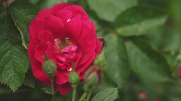 花粉、植物、自然、休日、贈り物のコンセプト-美しい開花大きな赤いバラは、蜂の中の茂みに蜜と黄色の花粉を収集します。晴れた日の夏の開花植物. — ストック動画