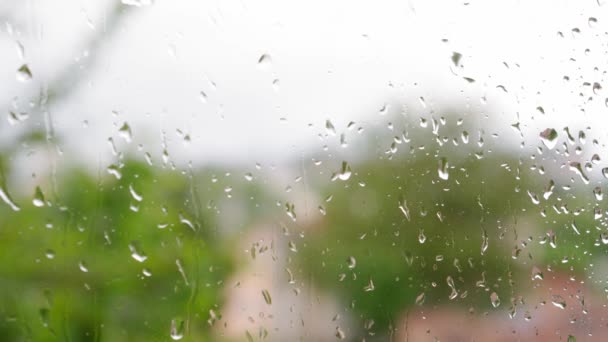 Previsión del tiempo, concepto de salvapantallas de vídeo - gotas de lluvia de primer plano fluyen por el panel de la ventana con el flujo de agua sobre un fondo borroso de ramas de árboles verdes balanceándose del viento. Video de bucle de enfoque selectivo — Vídeos de Stock