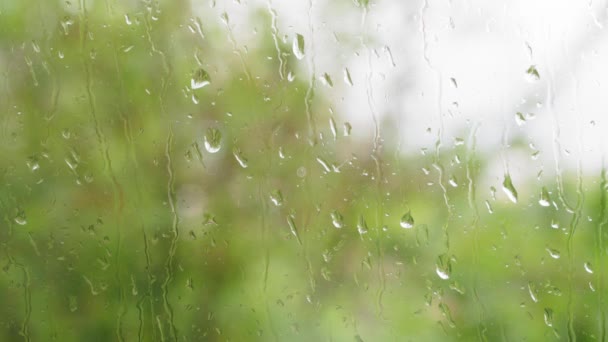 Previsión del tiempo, concepto de salvapantallas de vídeo - gotas de lluvia de primer plano fluyen por el panel de la ventana con el flujo de agua sobre un fondo borroso de ramas de árboles verdes balanceándose del viento. Video de bucle de enfoque selectivo — Vídeos de Stock