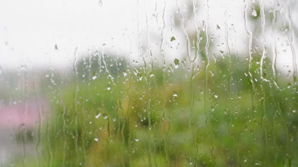 Previsión del tiempo, concepto de salvapantallas de vídeo - gotas de lluvia de primer plano fluyen por el panel de la ventana con el flujo de agua sobre un fondo borroso de ramas de árboles verdes balanceándose del viento. Video de bucle de enfoque selectivo — Vídeos de Stock