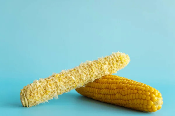 Whole and empty corn cob. Maize. Zea mays. Two boiled corncobs. One with delicious yellow-golden sweetcorn grains and the other gnawed. Organic food with dietary fiber. Isolated on blue background. — Stock Photo, Image